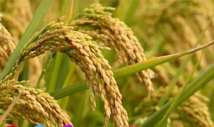 April Me Na Kare Ye Galti अप्रैल में ये गलती कर दी तो फसल हो जाएगी बर्बाद! कृषि विभाग ने किसानों के लिए जारी की एडवाइजरी