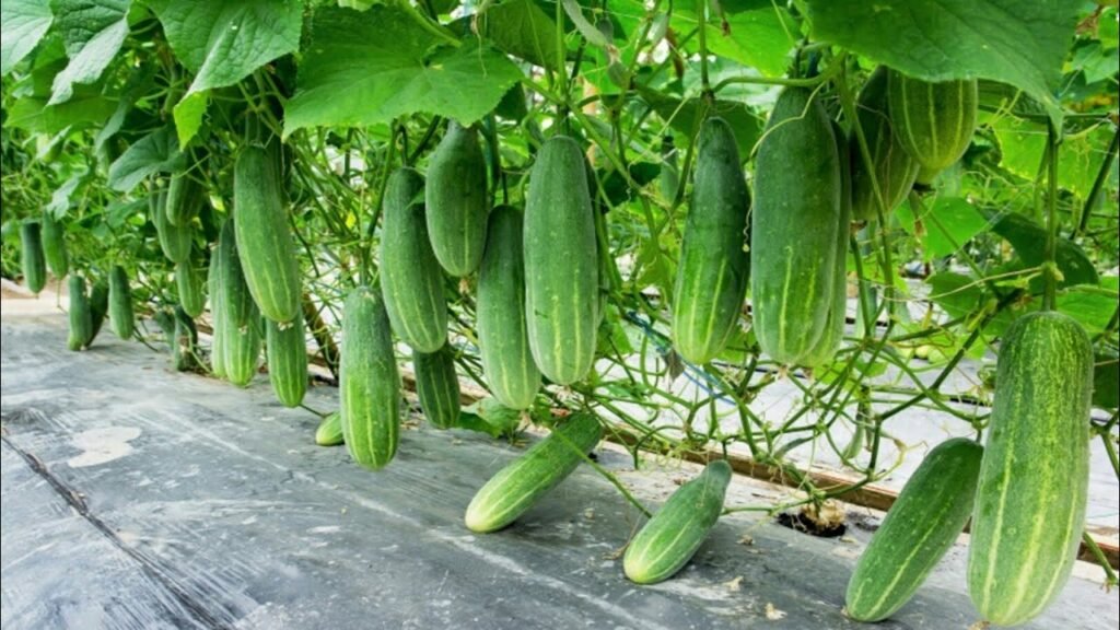 Low Cost High Profit Top 3 Vegetables in May