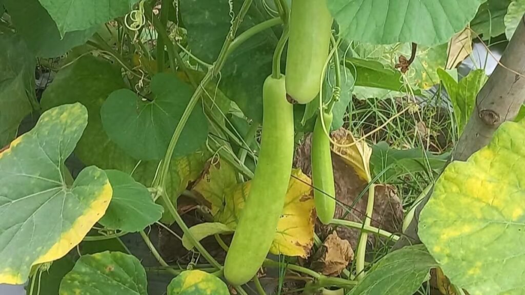 Low Cost High Profit Top 3 Vegetables in May