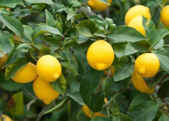 Nimbu Ki Sabse Achi Kisme Konsi Hai