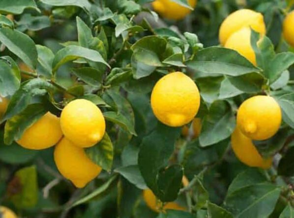 Nimbu Ki Sabse Achi Kisme Konsi Hai