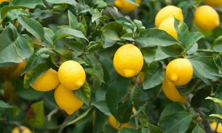 नींबू की सबसे अच्छी किस्मे कोनसी हैं : विस्तृत जानकारी Nimbu Ki Sabse Achi Kisme Konsi Hai