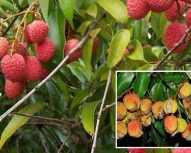 Litchi Ke Fal Fate To Kya Kare