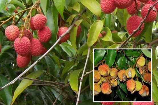 Litchi Ke Fal Fate To Kya Kare