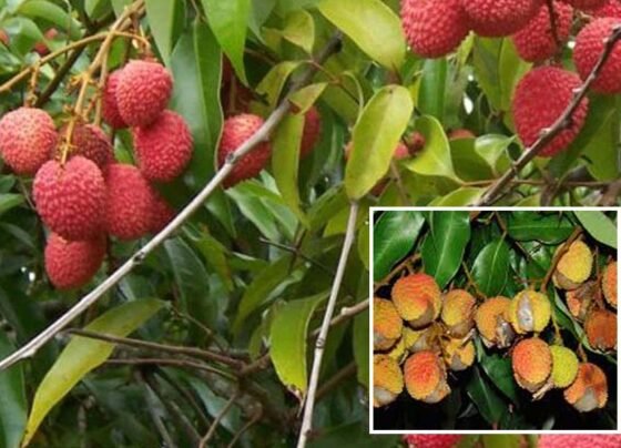 Litchi Ke Fal Fate To Kya Kare
