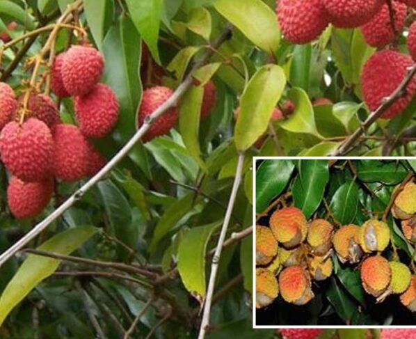 Litchi Ke Fal Fate To Kya Kare