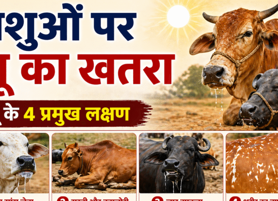 Pashuo Par Luu Ka Khatra