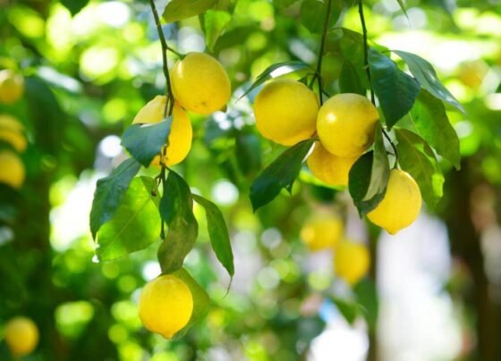 Nimbu Ki Kheti Kese Kare