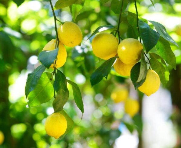 Nimbu Ki Kheti Kese Kare