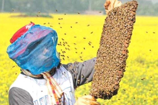 Madhumakhi Palan Business kese shuru kare