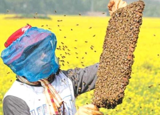 Madhumakhi Palan Business kese shuru kare