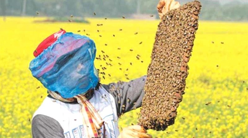 Madhumakhi Palan Business kese shuru kare मधुमक्खी पालन बिजनेस कैसे शुरू करे पूरी जानकारी