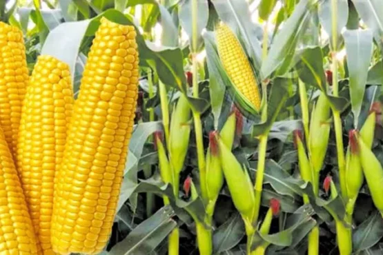 Garmi Me Makka Ki Unnat Highbrid Kisme Konsi Hai