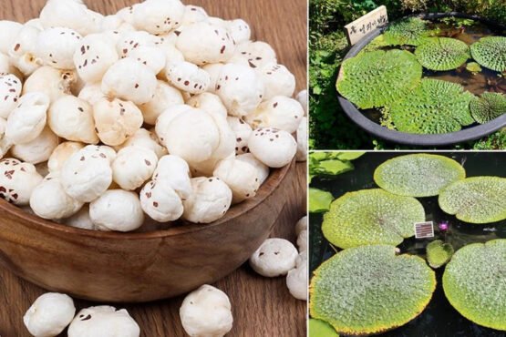 Makhana Ki Kheti Kese Kare