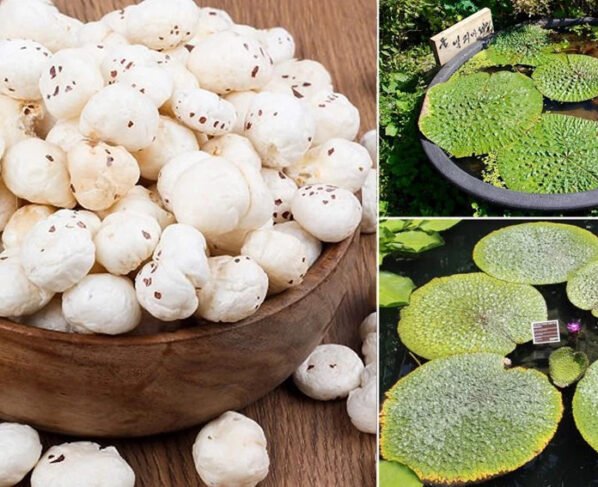 Makhana Ki Kheti Kese Kare