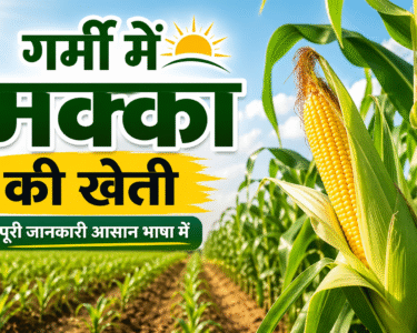 Garmi Me Kese Kare Makka Ki Kheti