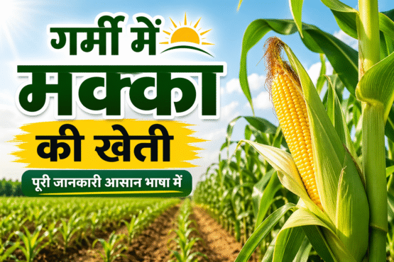 Garmi Me Kese Kare Makka Ki Kheti