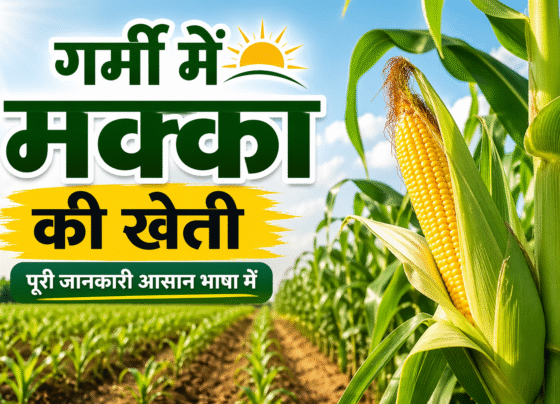 Garmi Me Kese Kare Makka Ki Kheti