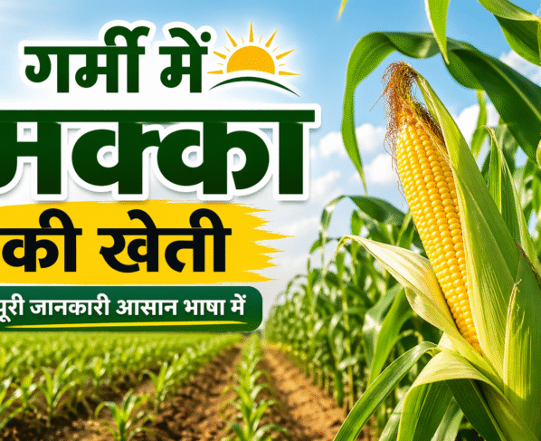 Garmi Me Kese Kare Makka Ki Kheti