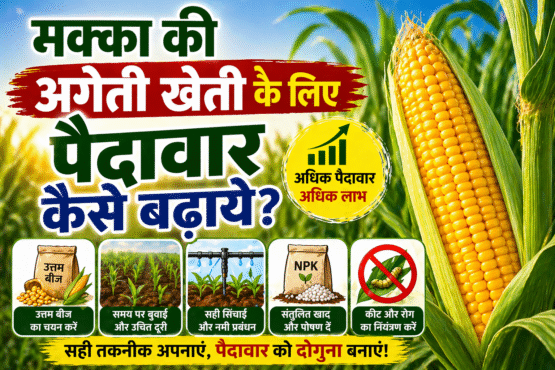 Garmi Me Ageti Makka Ki Paidawar Kese Badhaye