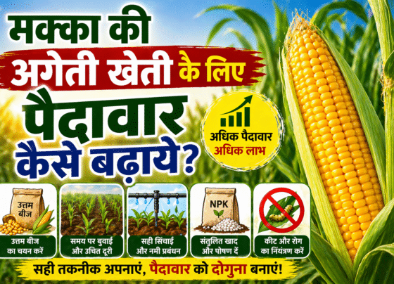 Garmi Me Ageti Makka Ki Paidawar Kese Badhaye