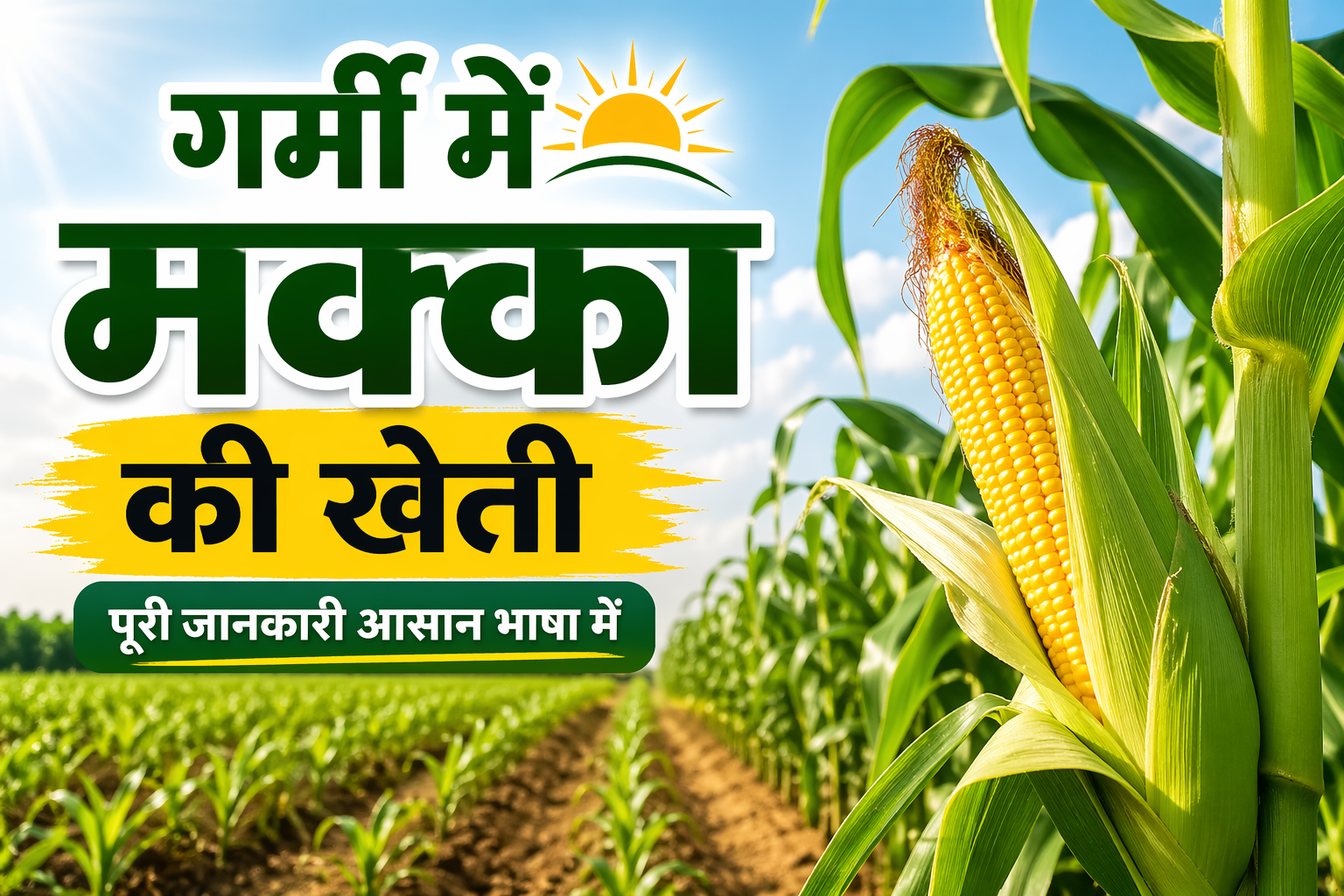 Garmi Me Kese Kare Makka Ki Kheti गर्मी में कैसे करे मक्का की खेती