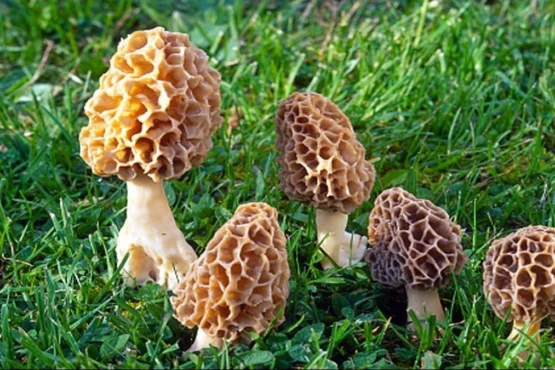 Kashmir Ke Vegyaniko Ki Bdi Safalta