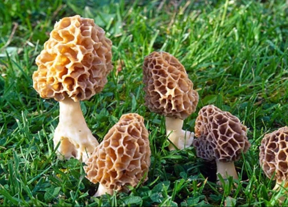 Kashmir Ke Vegyaniko Ki Bdi Safalta