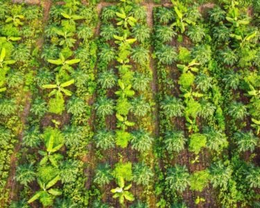 Multi Layer Farming Kese Kare