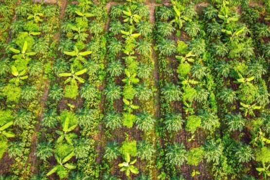 Multi Layer Farming Kese Kare