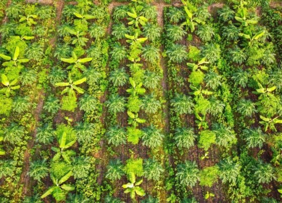 Multi Layer Farming Kese Kare