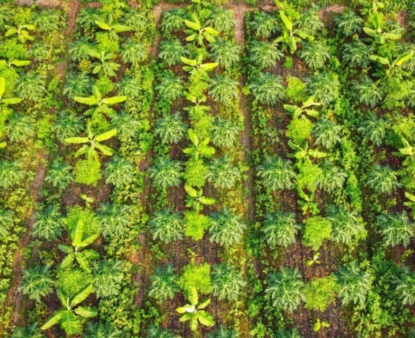 Multi Layer Farming Kese Kare