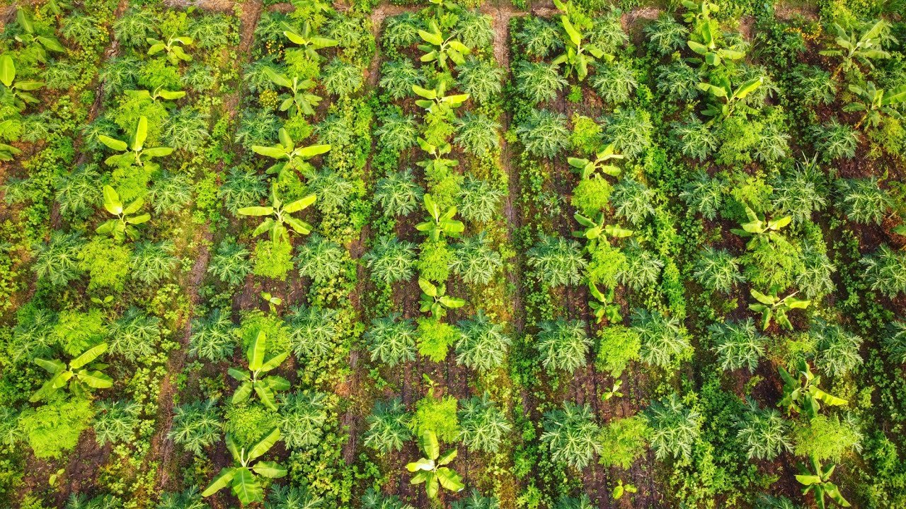 Multi Layer Farming Kese Kare मल्टी लेयर फार्मिंग केसे करे