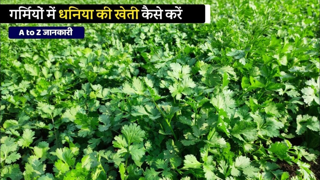 Garmi Me Hare Dhaniye Ki Kheti Kese Kare