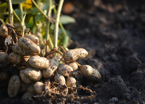 Kese Kare Mungfali Ki Kheti