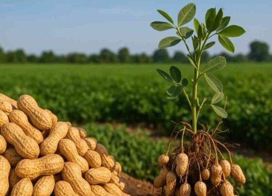 Mungfali Ki Kheti Se Jyada Munafa