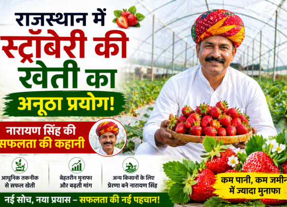 Success Story Of Strawberry Farmer Narayan Singh