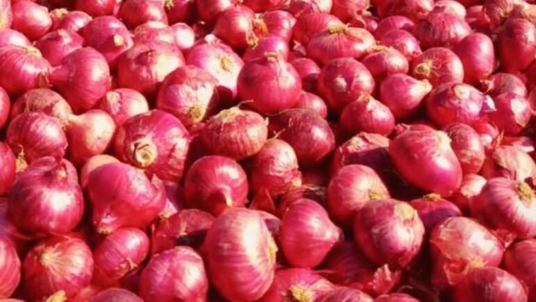 Pyaz Ke Bhav Kya Hai,Maharastra Me Pyaz Ki Kimate Cresh कौड़ियों के भाव बिक रहा ‘लाल सोना’! महाराष्ट्र में प्याज की कीमतें ‘क्रैश’, किसानों की सरकार से दखल की मांग