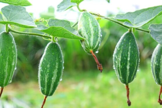 Parval Par Fal Badhane Ke Liye Kya Kare