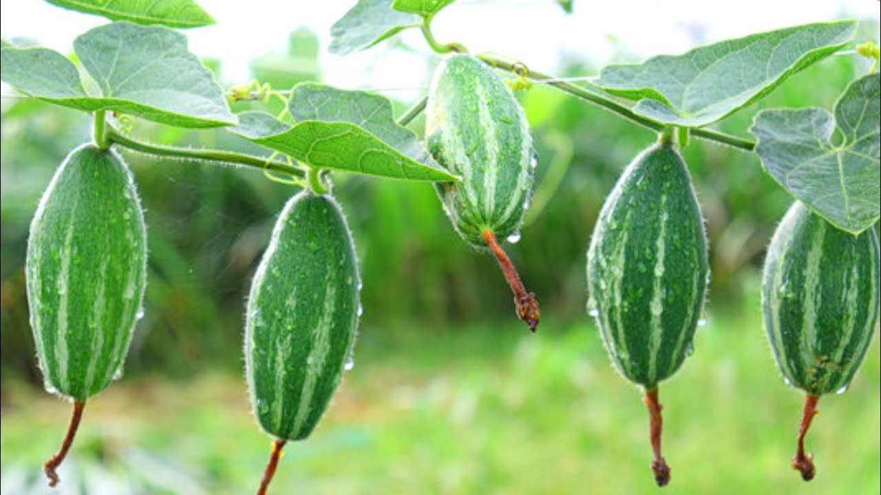 Parval Par Fal Badhane Ke Liye Kya Kare फूल तो खूब आ रहे हैं, लेकिन फल क्यों नहीं? परवल किसान अभी करें एक्सपर्ट के बताए ये उपाय