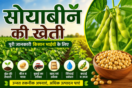 Soyabin Ki Kheti Kese Kare