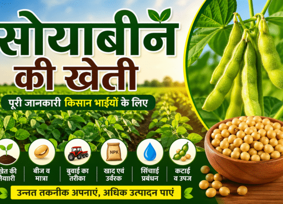 Soyabin Ki Kheti Kese Kare