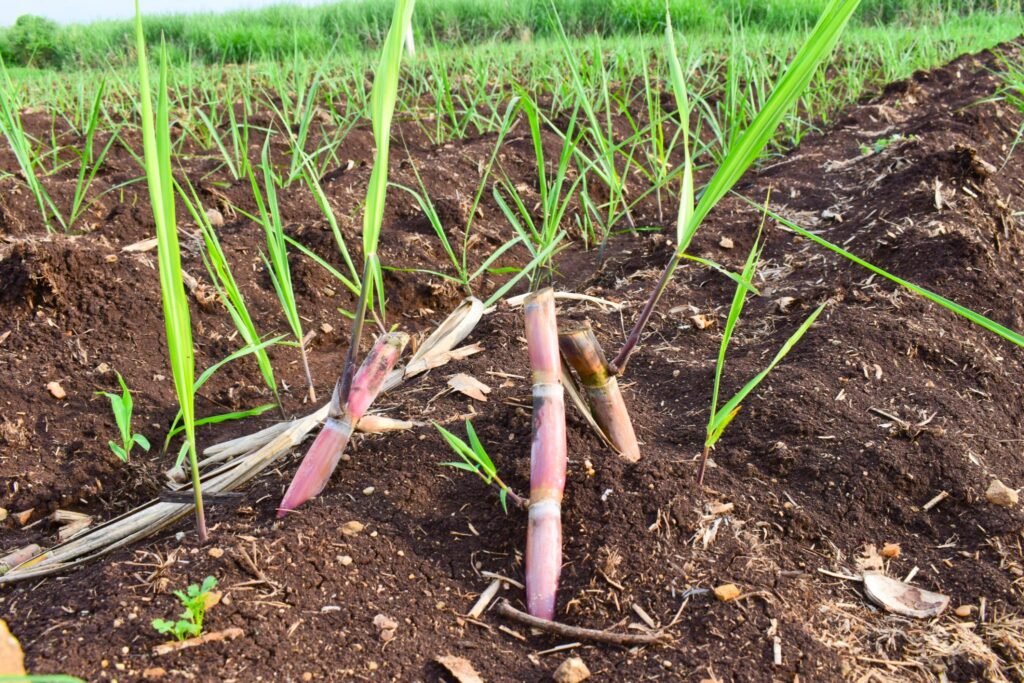 Sugarcane Farming