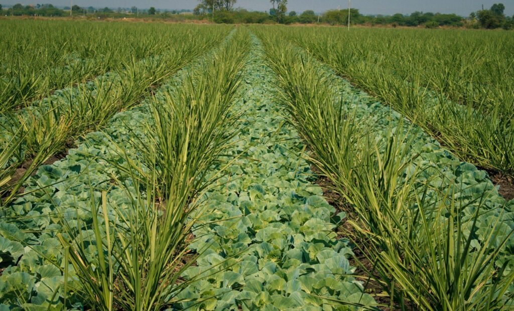 Sugarcane Farming