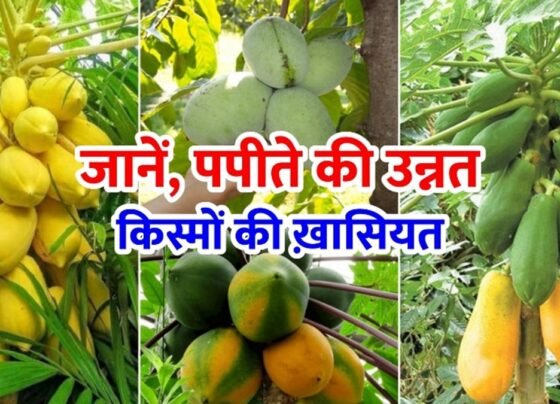 Papite Ki Kheti K Liye Top Verayti Konsi Hai?