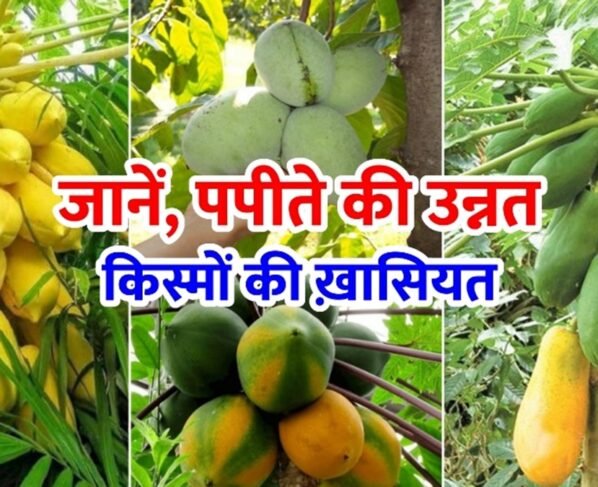 Papite Ki Kheti K Liye Top Verayti Konsi Hai?