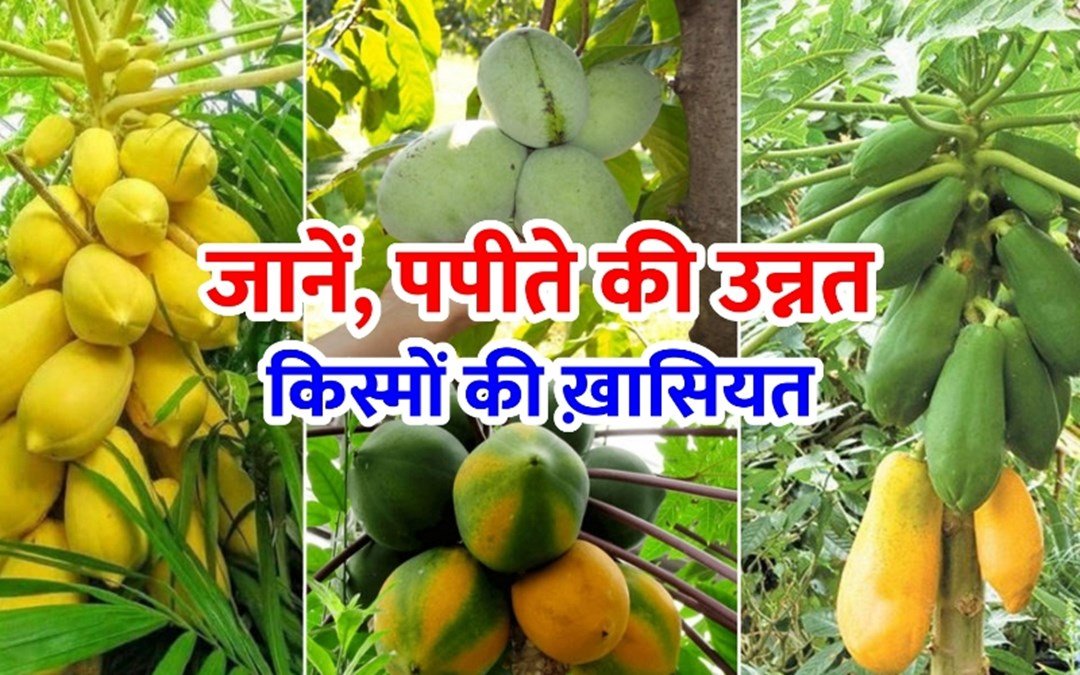 पपीते की खेती के लिए टॉप वैरायटी कौन-सी हैं? (पूरी जानकारी) Papite Ki Kheti  K Liye Top Verayti Konsi Hai?