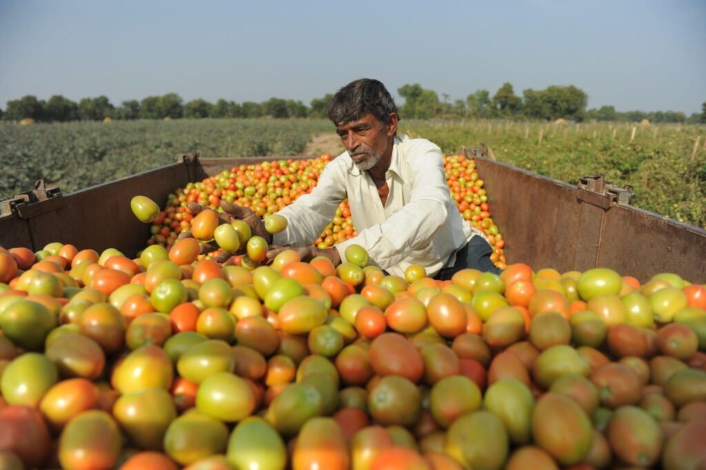 Garmi Me Lgane Ke Liye Tamatar Ki Best variety