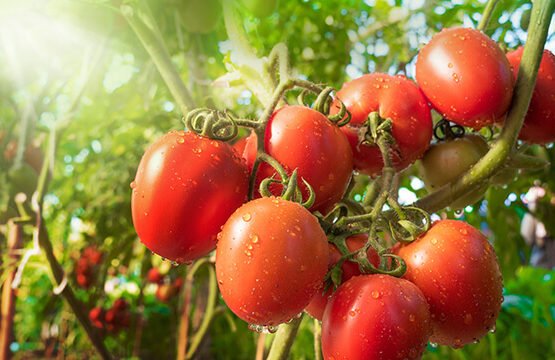 Garmi Me Kese Kare Tamatar Ki Kheti