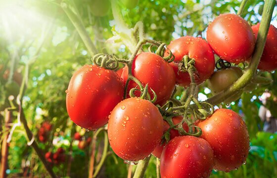 Garmi Me Kese Kare Tamatar Ki Kheti